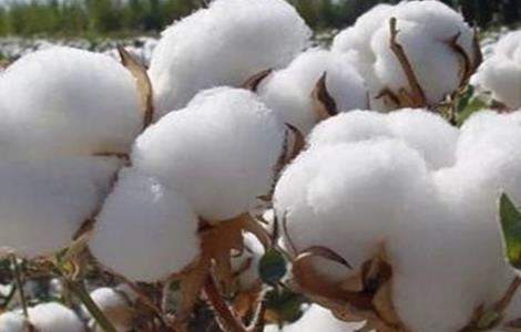 棉花脱肥的原因及补救措施