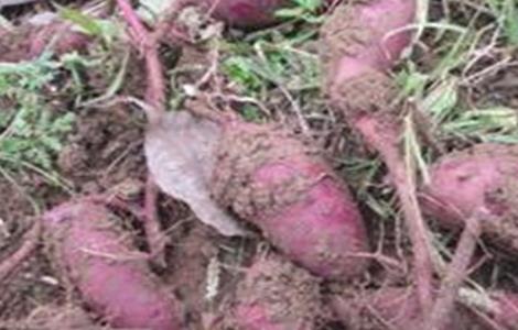 紫薯高产栽培管理技术