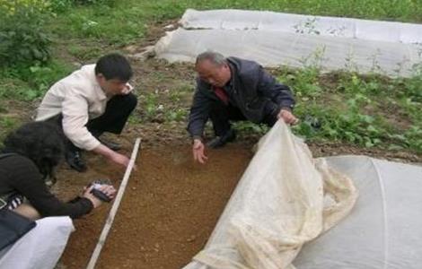 棉花播后遇雨该怎么办