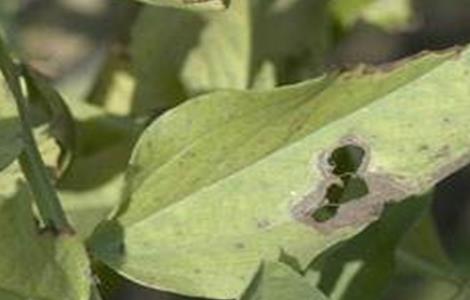 蚕豆病虫害的防治方法