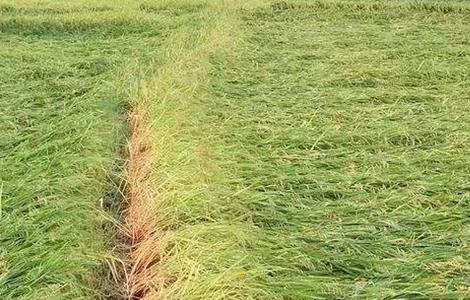 水稻氮肥施用过多处理方法