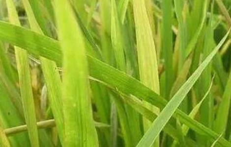 水稻肥害症状及防治措施（水稻肥害症状图片）