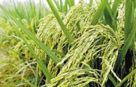 水稻肥害症状及防治措施
