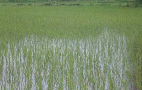 如何缩短水稻缓慢期 如何缩短水稻缓慢期管理