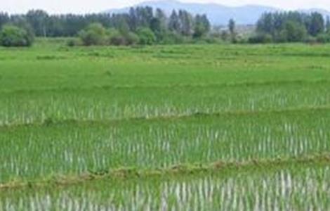 水稻返青期管理技术