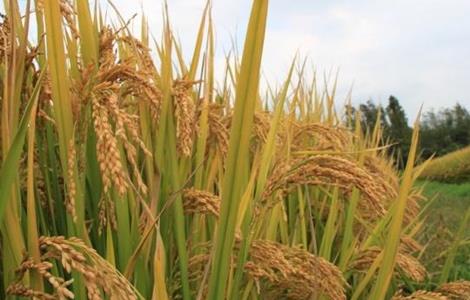 水稻种子发芽率低的原因