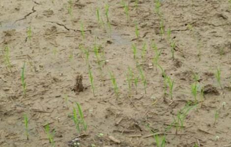 水稻种子发芽率低的原因