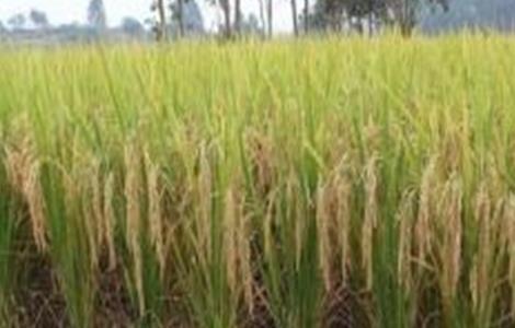水稻种植后生长缓慢的原因 水稻种植后生长缓慢的原因是