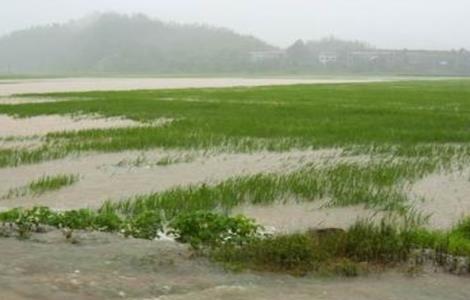 水稻洪涝