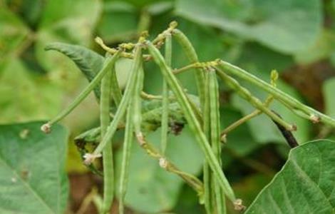 绿豆 高产种植 方法