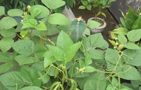 绿豆 高产种植 方法