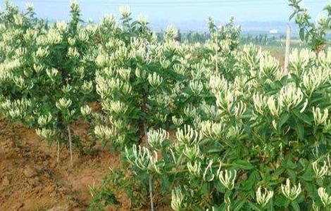 金银花 种植条件 生长环境