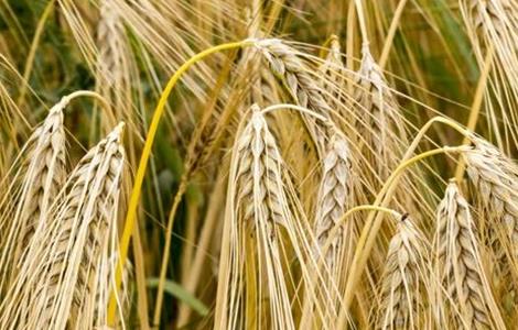 大麦种植注意事项