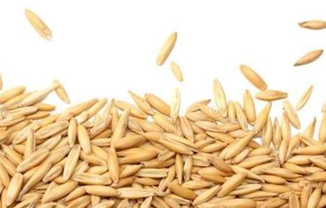 如何提高燕麦种子发芽率