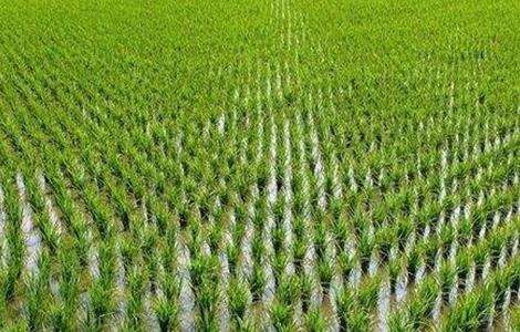 水稻如何管理防治病虫害 水稻的病虫害防治和管理