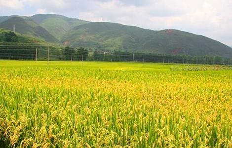 水稻 如何管理 防治病虫害