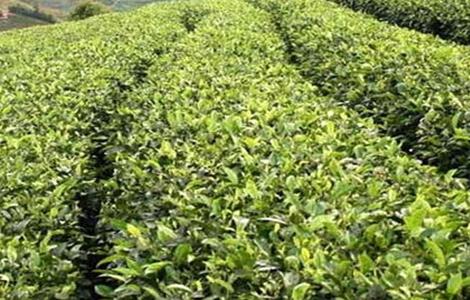 苦丁茶的种植技术（苦丁茶的种植技术和管理）