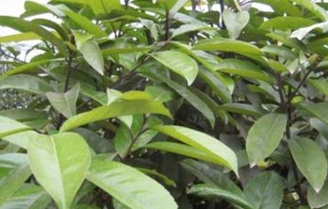 苦丁茶 种植技术 苦丁茶种植
