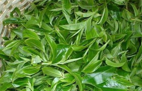 茶树 茶树生长环境 种植要求