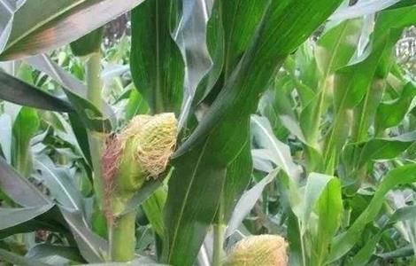 玉米苞叶短 原因 预防措施