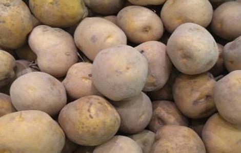秋季土豆什么时候种植 秋季土豆什么时候种植最合适