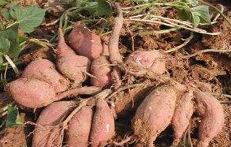 甘薯品质退化原因及防止措施