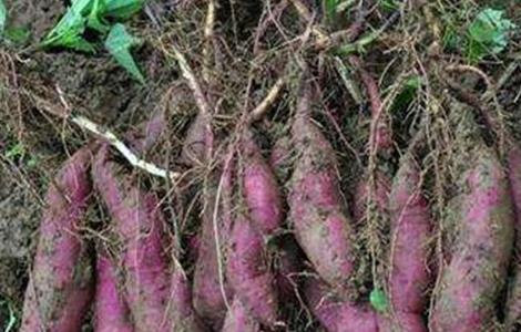 红薯膨大期施肥方法 红薯多久施肥