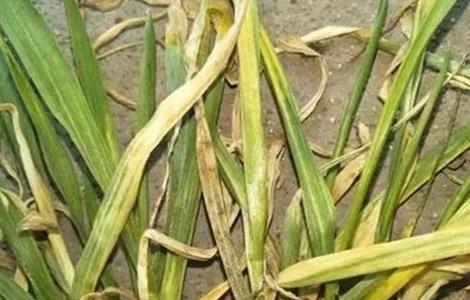 小麦苗黄原因及补救方法