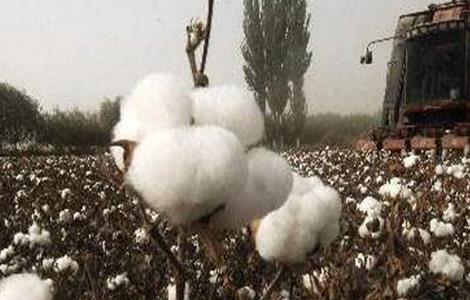 影响棉花纤维品质的因素有哪些 影响棉花纤维品质的因素有哪些呢