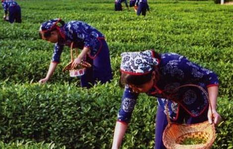 茶树采摘后怎么管理 茶树采摘后怎么管理它