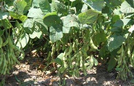大豆 重茬减产 防治措施