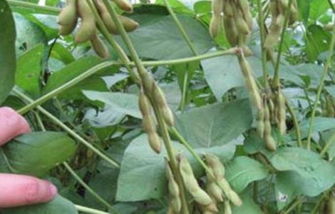 大豆 重茬减产 防治措施