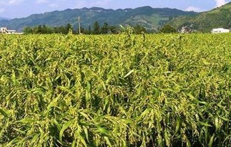 薏米种植注意事项