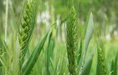 影响小麦高产的因素 影响小麦高产的因素有哪些