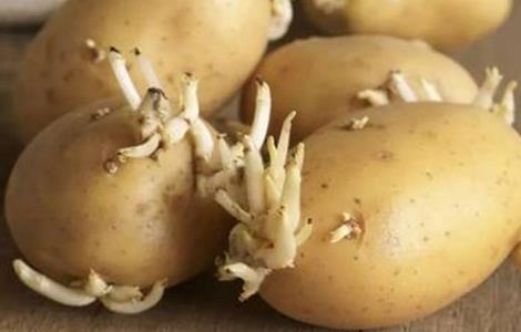 土豆 种植技术