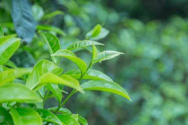 茶树怎么种植 茶树的养殖条件有哪些