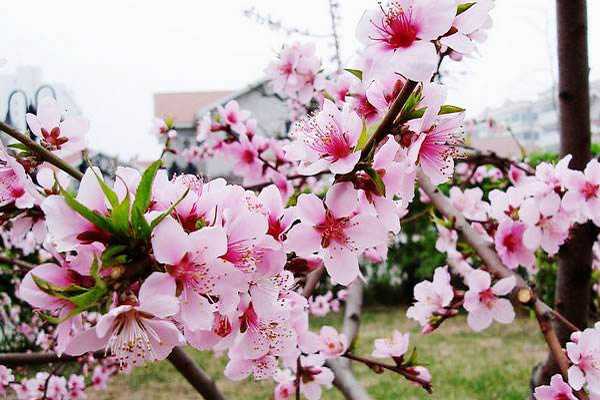 桃花开花时间是几月份，花期有多长 桃花的花期是几到几月份开