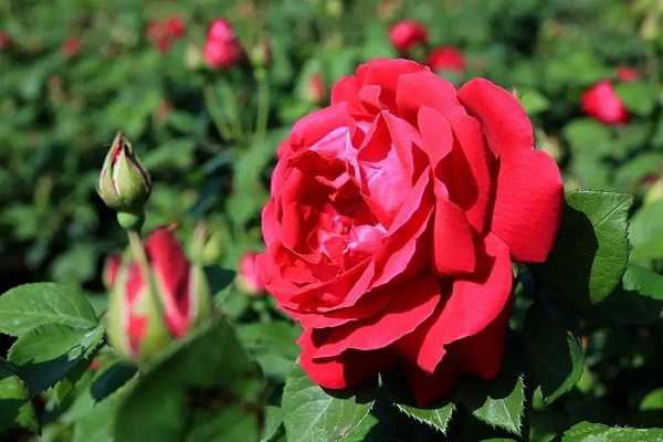 食用玫瑰花怎么种，玫瑰花的种植及养护方法