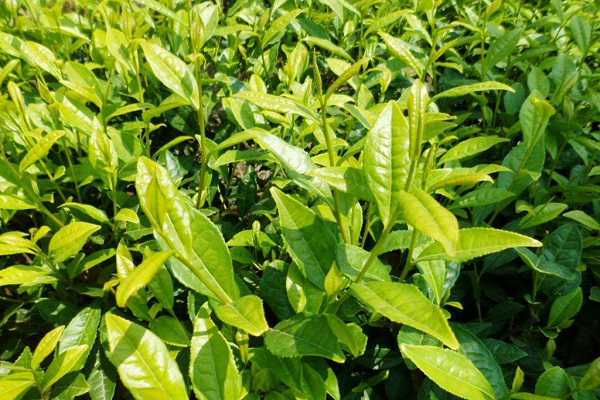 茶苗移栽多久可以施肥，移栽后如何养护