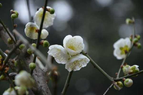 白梅花是什么花，属于什么植物 白梅花是什么花,属于什么植物吗