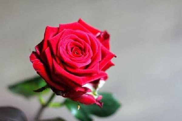 玫瑰是什么植物 玫瑰的功效与作用