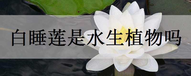 白睡莲是水生植物吗 白睡莲是水生植物吗图片