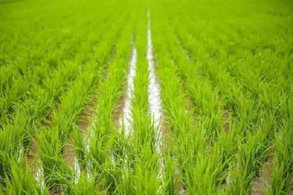 水稻是水生植物吗，生长过程整理（水稻的生长过程是怎么样的）