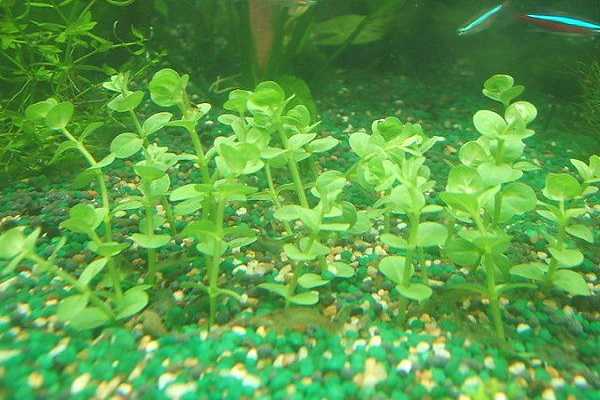 沉水植物有哪些 什么是沉水植物