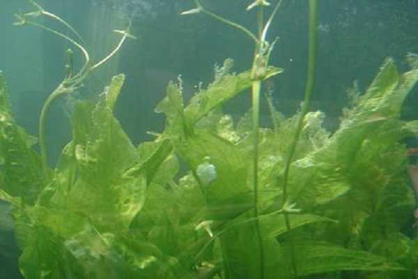 水下植物有哪些，养殖方法是什么 水下养的植物