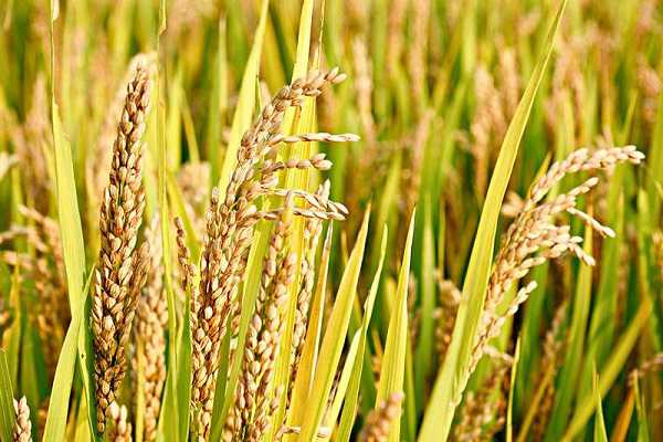 1亩地的水稻要多少斤稻种，水稻的生长过程