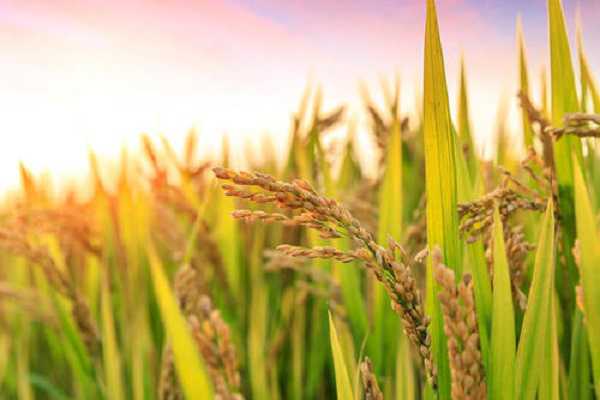 1亩地的水稻要多少斤稻种 水稻的生长过程