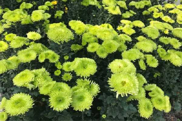 绿菊和金鱼藻的区别是什么，怎样区分这两种植物