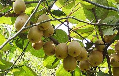 猕猴桃种植条件