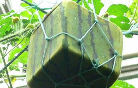 方形西瓜怎么种 方形西瓜怎么种出来的